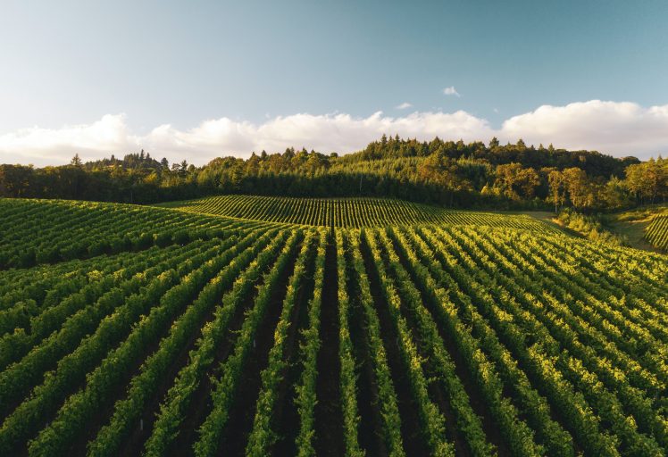 Angle two of Zenith Vineyards outside Salem, Oregon. These vineyards are scattered over several hills outside Salem, Oregon. This area, called the Willamette Valley, is a major producer of wine in the United States. Delicious wine.